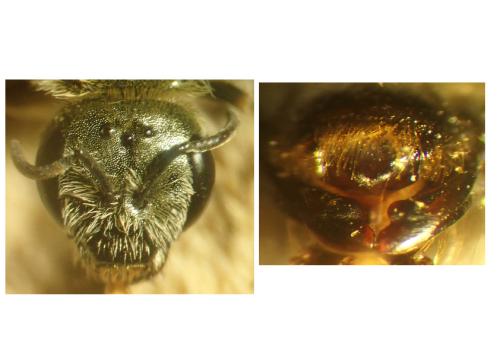 Réf. 346 603 : Seladonia pollinosa